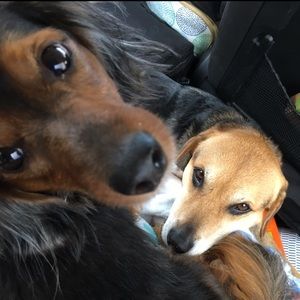 Meet your Posher, Jessie